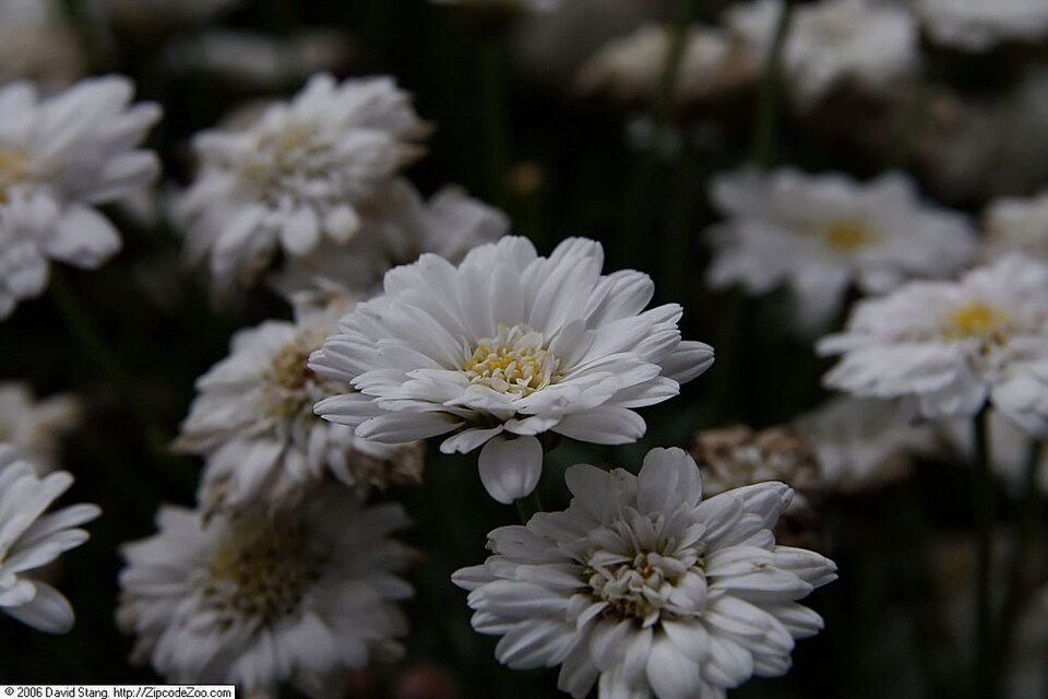 Argyranthemum Madelana Double Blush bloemen in roze en wit.