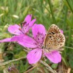 Close-up van paarse bloem Erodium glandulosum met groene bladeren op natuurlijke achtergrond.