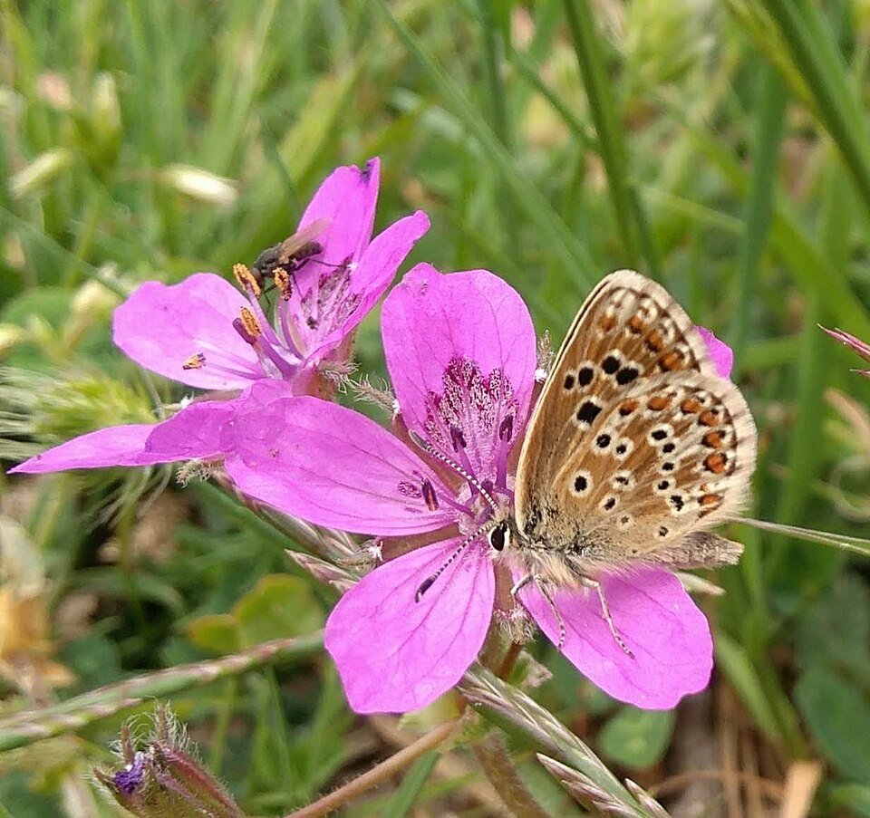 Close-up van paarse bloem Erodium glandulosum met groene bladeren op natuurlijke achtergrond.