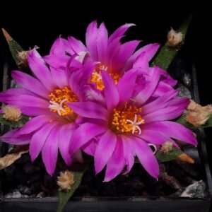 Succulente plant Ariocarpus agavoides met groene vlezige bladeren en witte markeringen.