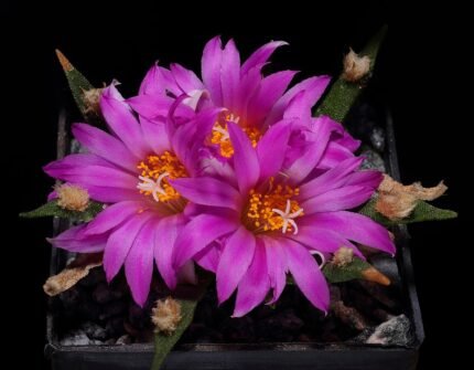 Succulente plant Ariocarpus agavoides met groene vlezige bladeren en witte markeringen.