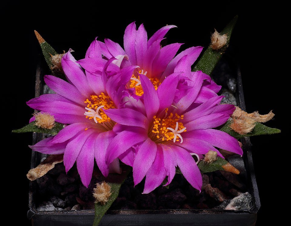 Succulente plant Ariocarpus agavoides met groene vlezige bladeren en witte markeringen.