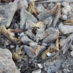 Ariocarpus bravoanus cactus met groen en wit gespikkeld huid in natuurlijke woestijnomgeving.