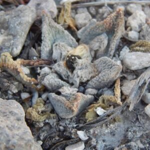 Ariocarpus bravoanus cactus met groen en wit gespikkeld huid in natuurlijke woestijnomgeving.