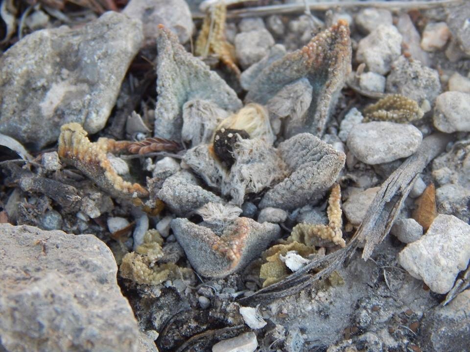 Ariocarpus bravoanus cactus met groen en wit gespikkeld huid in natuurlijke woestijnomgeving.