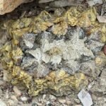 Ariocarpus fissuratus plant met groen cactuslichaam en witte spleten, in natuurlijke woestijnomgeving.