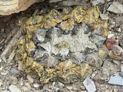 Ariocarpus fissuratus plant met groen cactuslichaam en witte spleten, in natuurlijke woestijnomgeving.