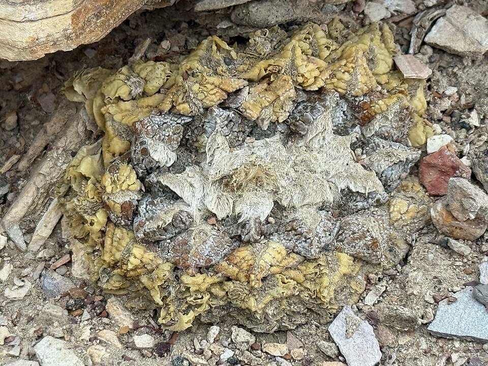 Ariocarpus fissuratus plant met groen cactuslichaam en witte spleten, in natuurlijke woestijnomgeving.