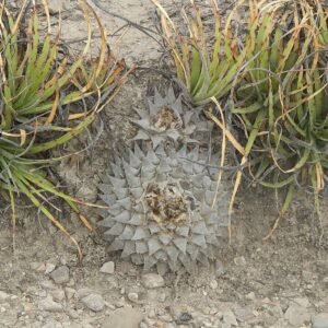 Zeldzame Ariocarpus retusus cactus met puntige groene bladeren en witte wollige textuur.