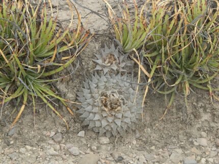 Zeldzame Ariocarpus retusus cactus met puntige groene bladeren en witte wollige textuur.