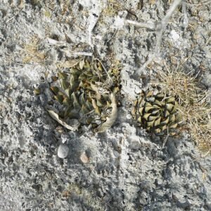 Ariocarpus trigonus cactus met driehoekige stam en witte wollige pluimen tegen rotsachtige achtergrond.