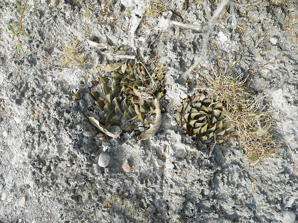Ariocarpus trigonus cactus met driehoekige stam en witte wollige pluimen tegen rotsachtige achtergrond.