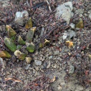 Rare Ariocarpus scaphirostris cactus with twisted green spines on gray background.