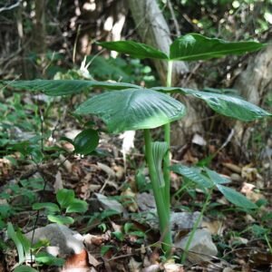 Arisaema ringens plant met groene bloemen en blad.