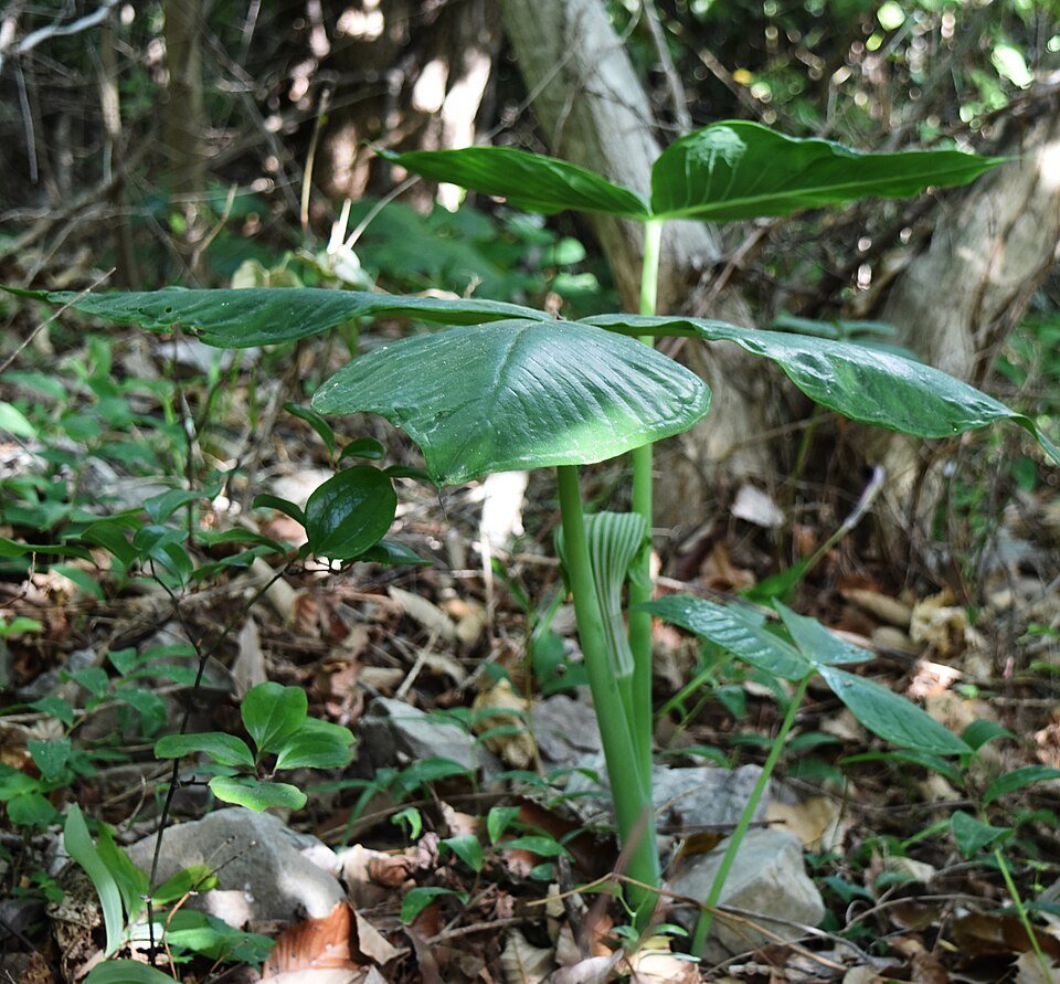 Arisaema ringens plant met groene bloemen en blad.
