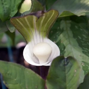 Arisaema sikokianum plant with unique green and purple striped spathe.
