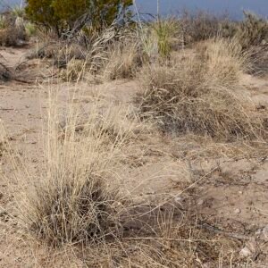 Aristida purpurea variƫteit perplexa met paarse bloemen en fijne bladeren.