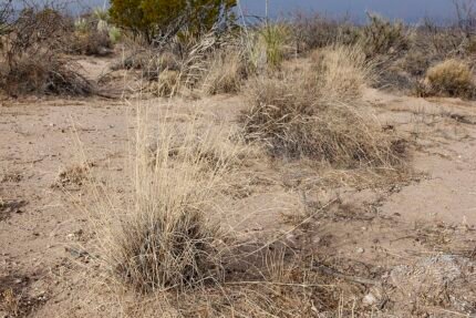 Aristida purpurea variëteit perplexa met paarse bloemen en fijne bladeren.