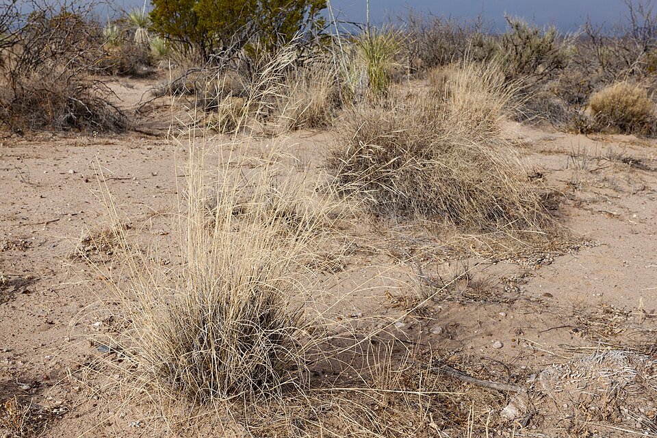 Aristida purpurea variëteit perplexa met paarse bloemen en fijne bladeren.