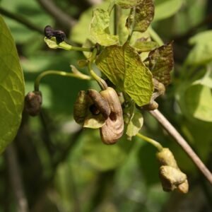 Close-up van Aristolochia Macrophylla bloem in volle bloei.