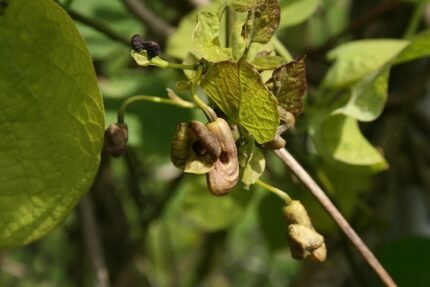 Close-up van Aristolochia Macrophylla bloem in volle bloei.
