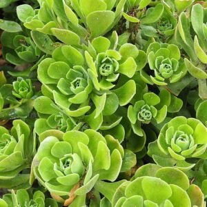 Arizona Cactus Garden in woestijnlandschap met diverse cactussen