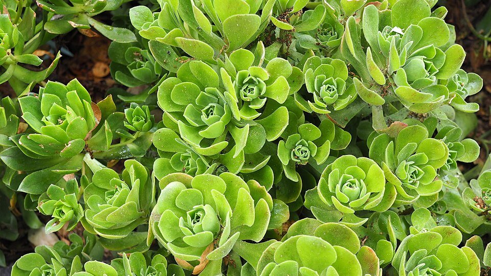 Arizona Cactus Garden in woestijnlandschap met diverse cactussen