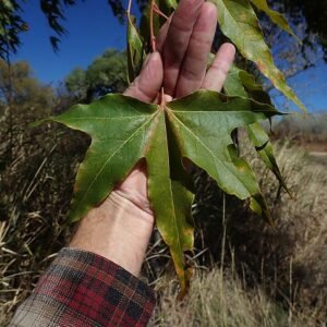 Arizona Sycamore leaf with prominent veins and green color.