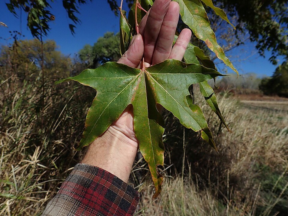 Arizona Sycamore leaf with prominent veins and green color.