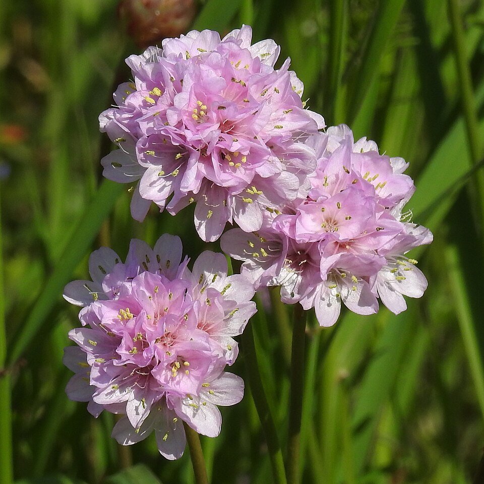 Winterharde Engels gras met paarse bloemen en smalle bladeren.