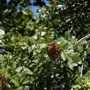 Rijpe roze peperbessen op kleigrond.