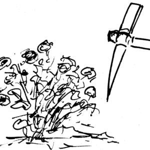 Stellera chamaejasme plant met witte bloemen op groene bladeren.