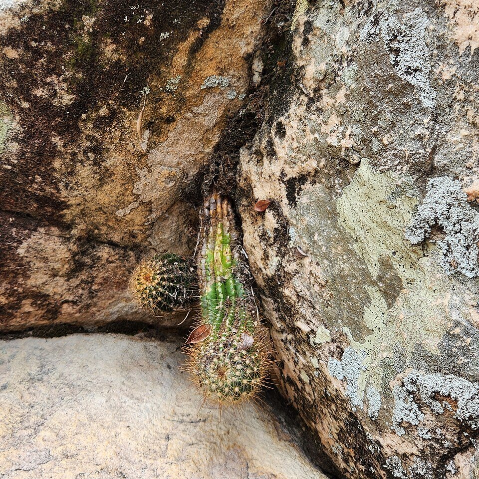 Arrojadoa bahiensis cactus met heldergroene stengels en witte bloemen.