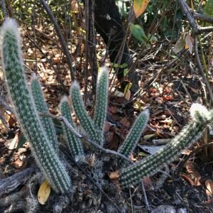 Arrojadoa dinae cactus met lange, slanke stelen en witte doornen.