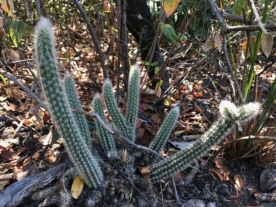 Arrojadoa dinae cactus met lange, slanke stelen en witte doornen.