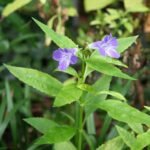 Bloeiende Artanema fimbriatum plant met witte bloemen en groen blad.