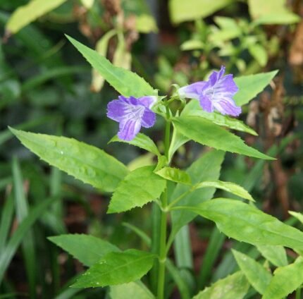 Bloeiende Artanema fimbriatum plant met witte bloemen en groen blad.