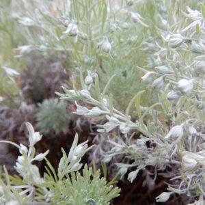 Artemisia schmidtiana plant met zilvergrijze bladeren in botanische tuin.