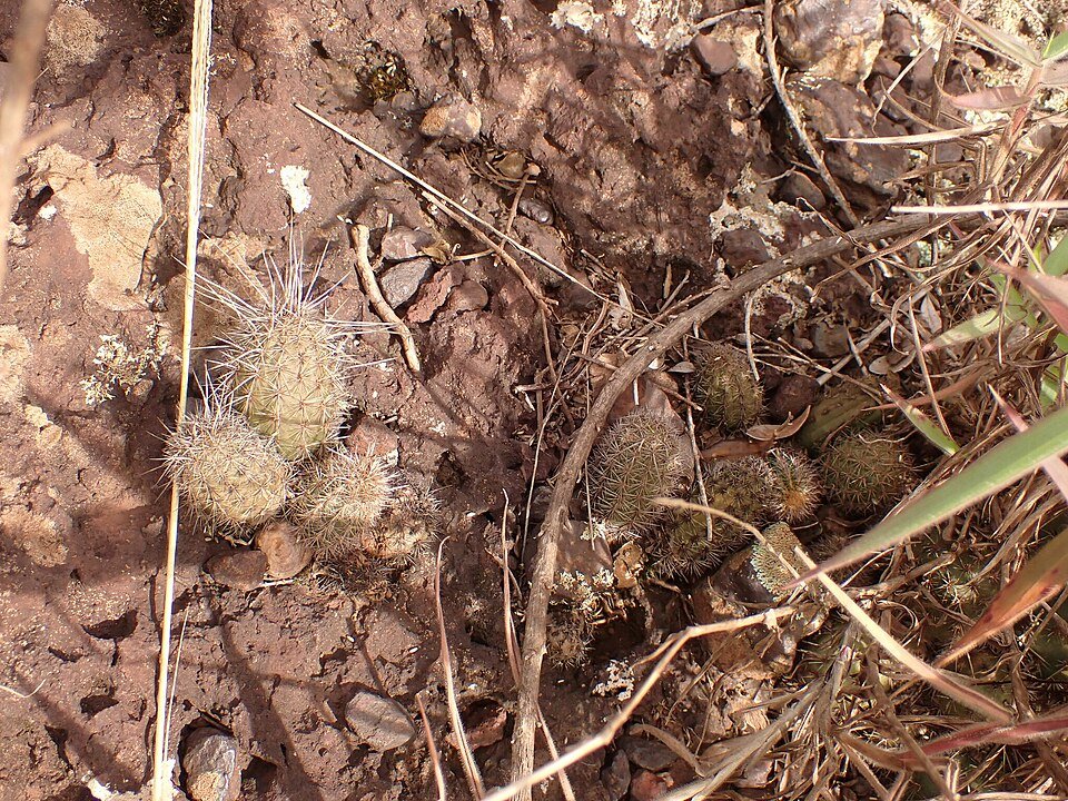 Zeldzame Arthrocereus glaziovii cactus met groene bladeren en witte bloemknoppen.