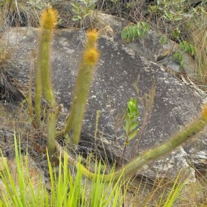 Rode Arthrocereus melanurus cactus met groene stengels en witte bloemen.