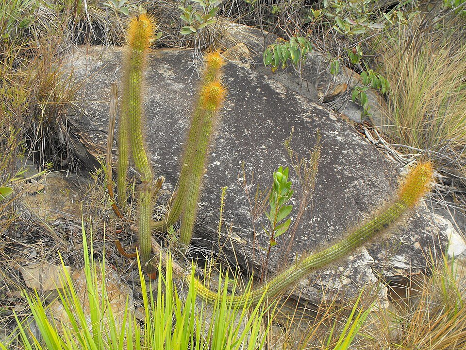 Rode Arthrocereus melanurus cactus met groene stengels en witte bloemen.