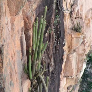 Arthrocereus spinosissimus cactus met lange, slanke groene stelen en talrijke witte stekels.