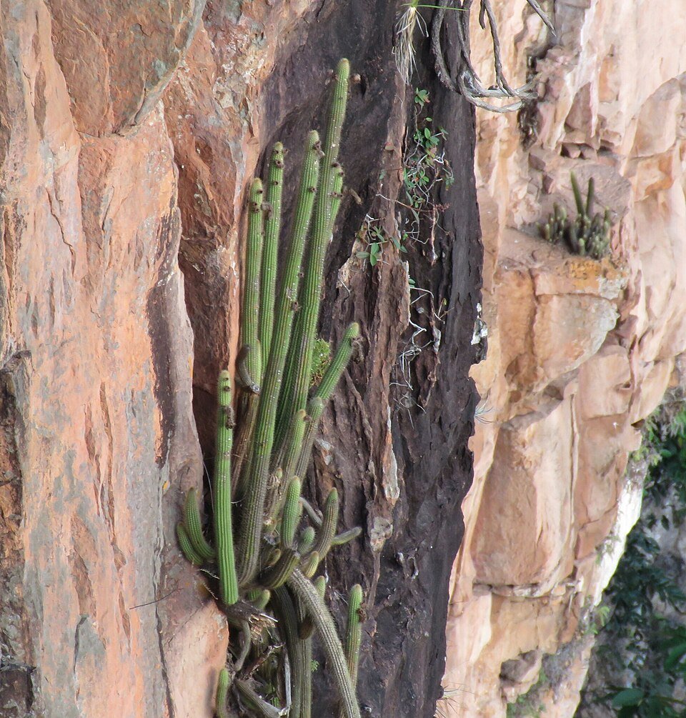 Arthrocereus spinosissimus cactus met lange, slanke groene stelen en talrijke witte stekels.