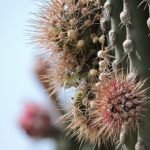Lemaireocereus Britton cactus with bright red fruit under the sun.