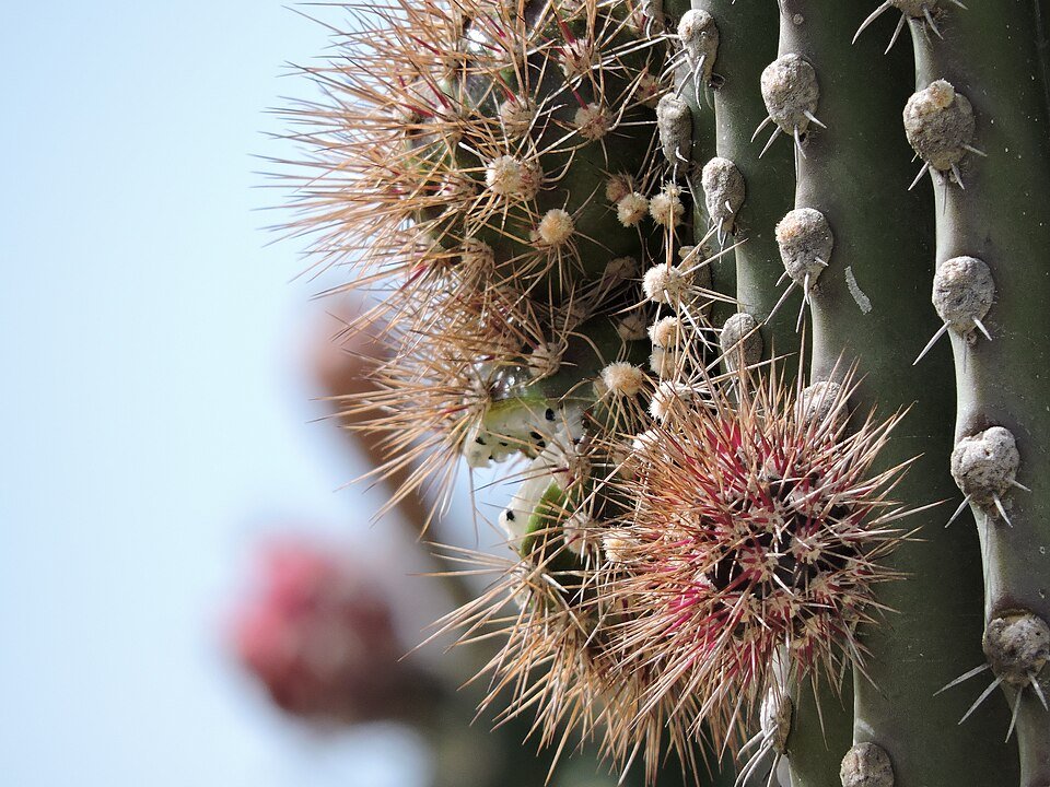 Lemaireocereus Britton cactus with bright red fruit under the sun.