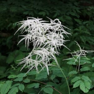 Majestueuze Aruncus dioicus plant met witte bloemen en groen blad.