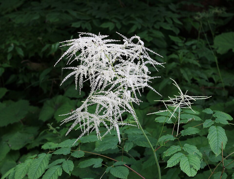 Majestueuze Aruncus dioicus plant met witte bloemen en groen blad.