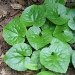 Roodbruin bloem van Asarum caudatum plant met geribbeld blad.
