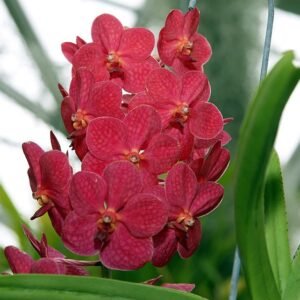 Ascocenda orchidee in paarse en witte bloei.