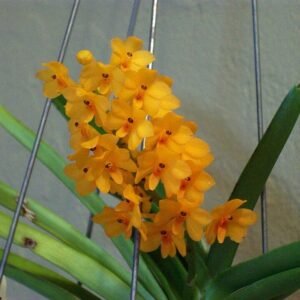 Ascocentrum miniatum orchidee met heldere oranje bloem en groene bladeren.